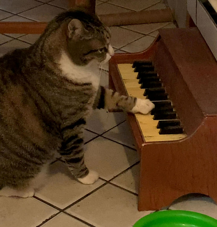 Cat Plays On A Tiny Piano To Inform His Owner When He’s Hungry