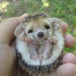 katarinaemore avatar