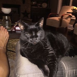 tiffany-laurenz avatar