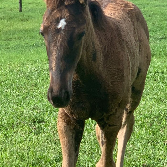 Anything To Do With Horses Even If It’s Picking Up Poo While They Watch On (This Is Secret, Btw)