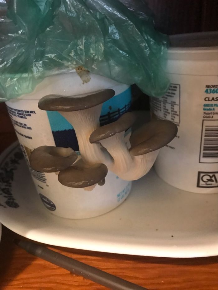 Growing Mushrooms! I Got Into Mushroom Farming During Quarantine And Just Love It