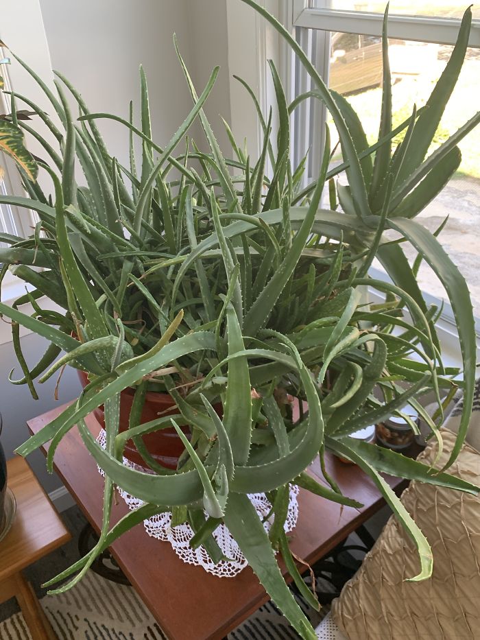 Aloe Plant
