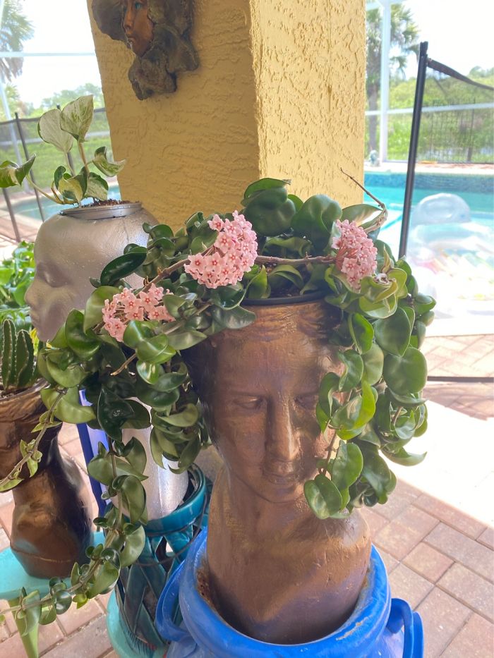 Pretty In Pink. Love This Indian Rope Hoya