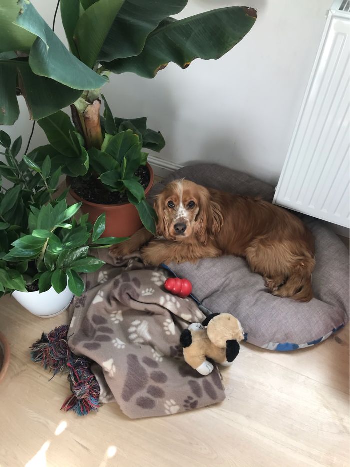 Banana Tree! The Good Boy Loves It Too!