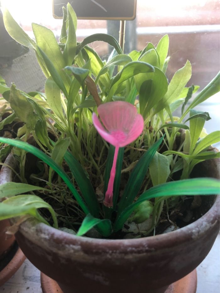 This Is Benson, My Long Distance Boyfriend Sent Me Seeds And A Plastic Flower. Hasn’t Died Yet