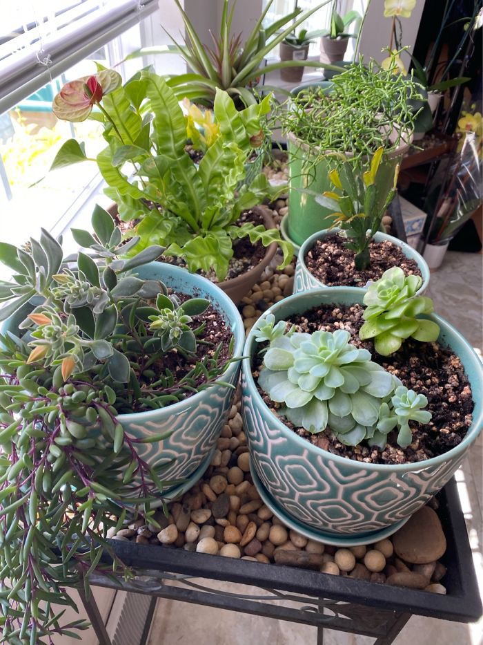 My Succulent Garden!