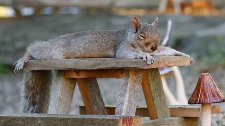 Rosie's Cafe' Rosie's Cafe'