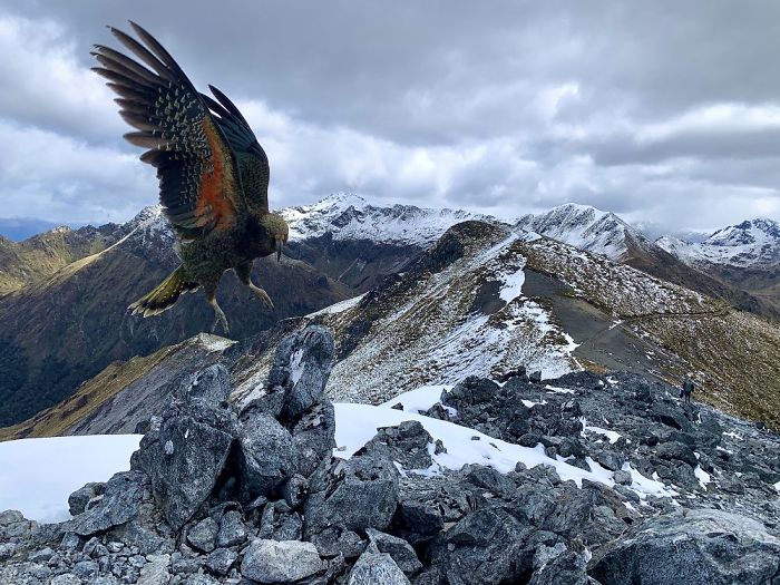 Nature: Second Place, 'Kea At Mount Luxmore', Fiordland National Park, New Zealand By Avishai Futerman