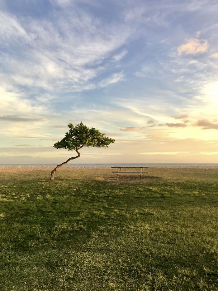 Trees: Third Place, 'Solitude Beauty', Ewa Beach, Hawaii By Chuyang Baideme