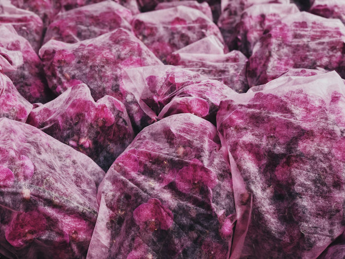 Floral: Third Place, 'Untitled', By Hao Wen