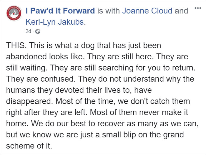Cruel Owner Leads Tail-Wagging Senior Labrador Into The Woods, Abandons Him, And Drives Off In Her Tesla