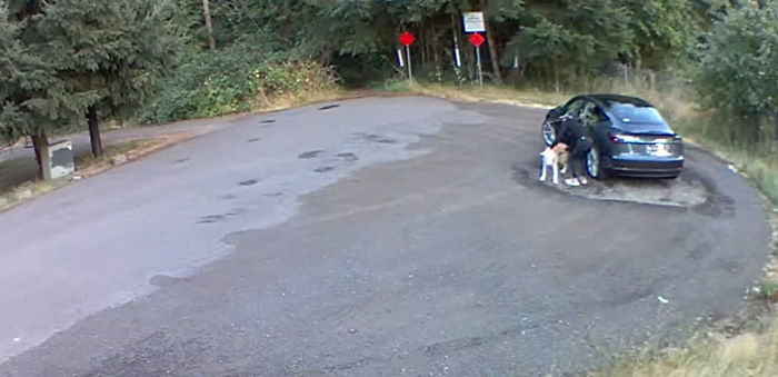 Cruel Owner Leads Tail-Wagging Senior Labrador Into The Woods, Abandons Him, And Drives Off In Her Tesla Cruel Owner Leads Tail-Wagging Senior Labrador Into The Woods, Abandons Him, And Drives Off In Her Tesla