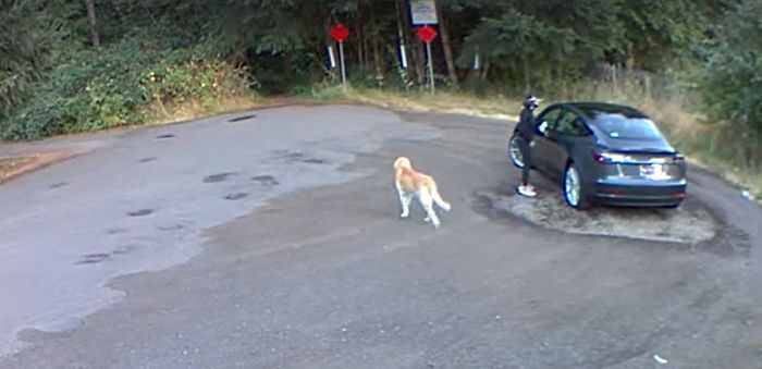 Cruel Owner Leads Tail-Wagging Senior Labrador Into The Woods, Abandons Him, And Drives Off In Her Tesla