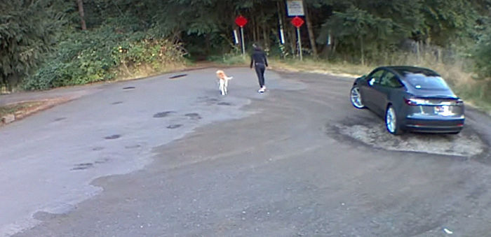 Cruel Owner Leads Tail-Wagging Senior Labrador Into The Woods, Abandons Him, And Drives Off In Her Tesla Cruel Owner Leads Tail-Wagging Senior Labrador Into The Woods, Abandons Him, And Drives Off In Her Tesla