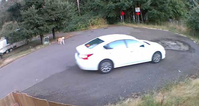 Cruel Owner Leads Tail-Wagging Senior Labrador Into The Woods, Abandons Him, And Drives Off In Her Tesla