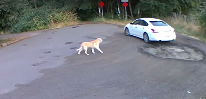 Cruel Owner Leads Tail-Wagging Senior Labrador Into The Woods, Abandons Him, And Drives Off In Her Tesla