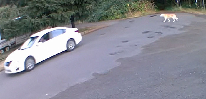 Cruel Owner Leads Tail-Wagging Senior Labrador Into The Woods, Abandons Him, And Drives Off In Her Tesla