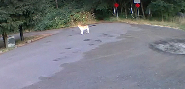 Cruel Owner Leads Tail-Wagging Senior Labrador Into The Woods, Abandons Him, And Drives Off In Her Tesla