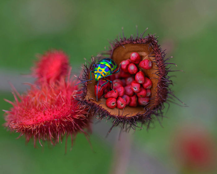 Highly Commended, 'Jewels' By Wei Fu