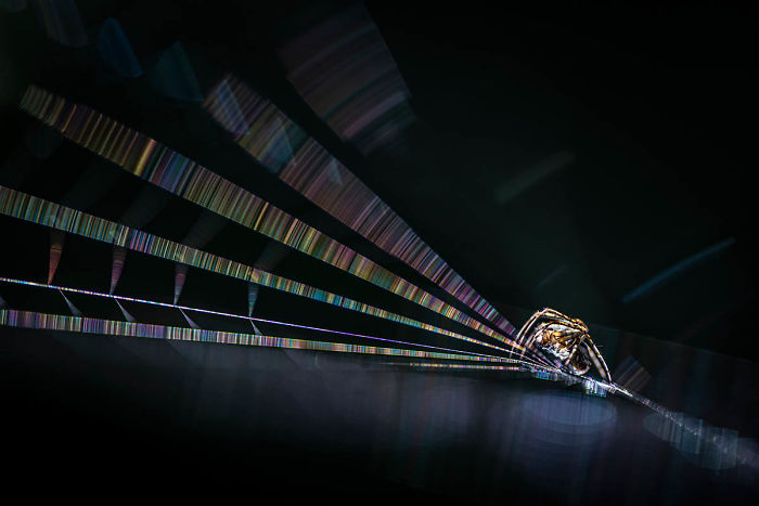 Highly Commended, 'The Hunter' By Rob Blanken