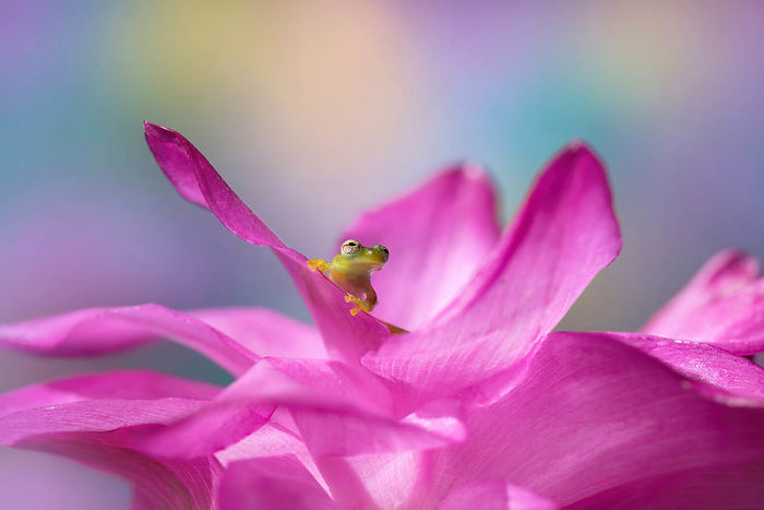 Highly Commended, 'Posing' By Barbora Polivkova