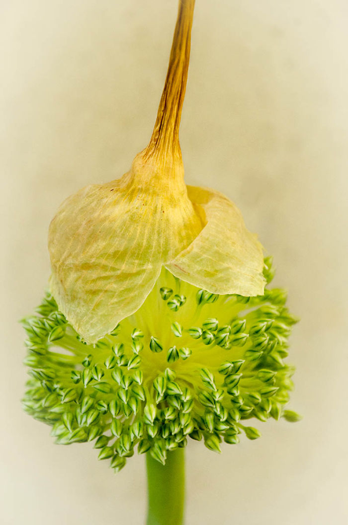 Highly Commended, 'You Can Leave Your Hat On' By Ingeborg Hartgerink-Grandia