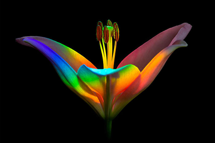 Finalist, 'Rainbow Lily' By Ecaterina Leonte