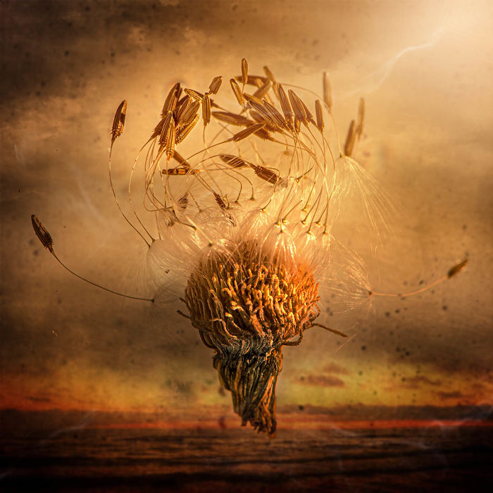 Finalist, 'Flying Wishes' By Kristina Zvinakeviciute