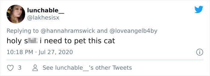 This Curly Haired 17-Year-Old Cat Looks Like He's Seen Some Stuff