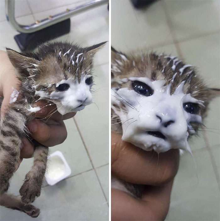 Caught This Guy Trying To Steal My Yogurt