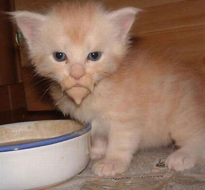 Little Kitten With A Food Goatee