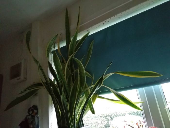 My Mum's Mother-In-Law's Tongue Plant She Rescued From Her Hairdressers Where It Was Drying Out And Neglected. It Luvs My Mum
