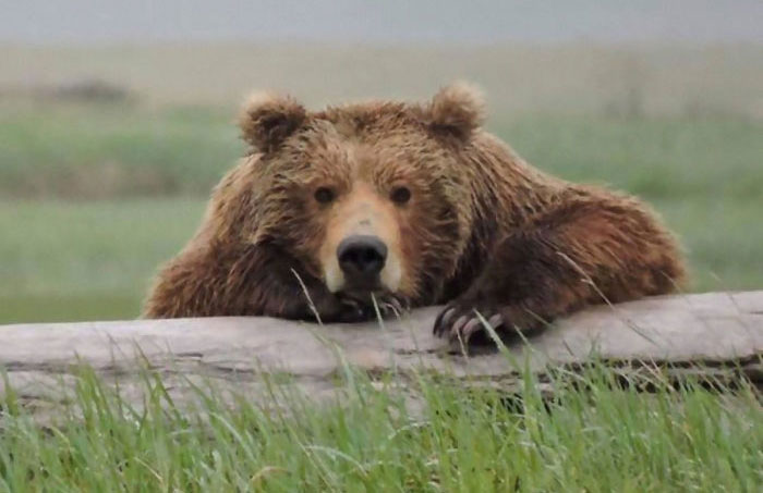 El servicio de Parques Nacionales comparte un divertido aviso sobre qué hacer y qué no en caso de encontrarse con un oso