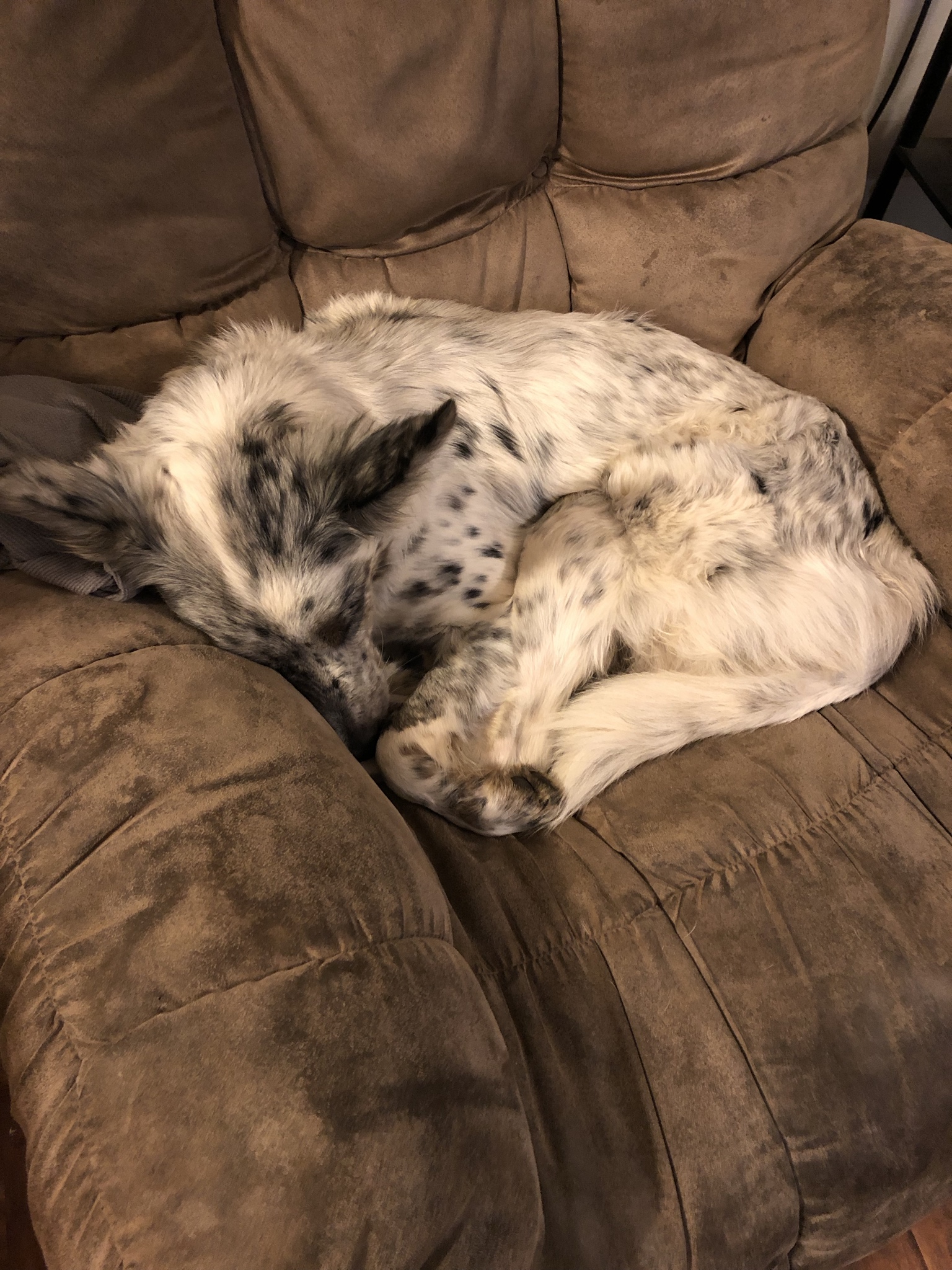 A Girl Posts A Photo Of A Pupper That Looks Like An Oreo, Others Jump On The Bandwagon By Posting Their Own Oreo Dogs A Girl Posts A Photo Of A Pupper That Looks Like An Oreo, Others Jump On The Bandwagon By Posting Their Own Oreo Dogs