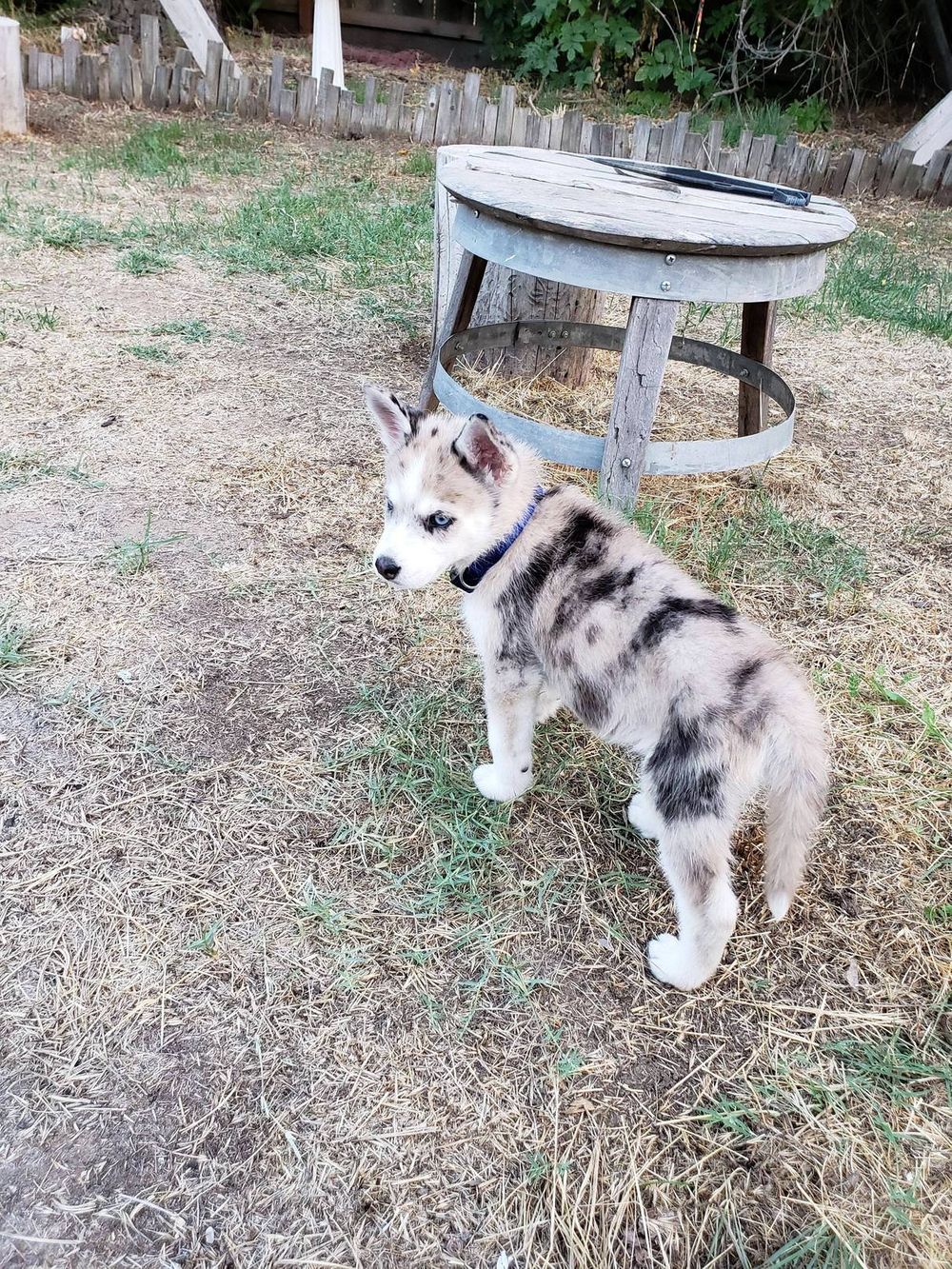 A Girl Posts A Photo Of A Pupper That Looks Like An Oreo, Others Jump On The Bandwagon By Posting Their Own Oreo Dogs A Girl Posts A Photo Of A Pupper That Looks Like An Oreo, Others Jump On The Bandwagon By Posting Their Own Oreo Dogs