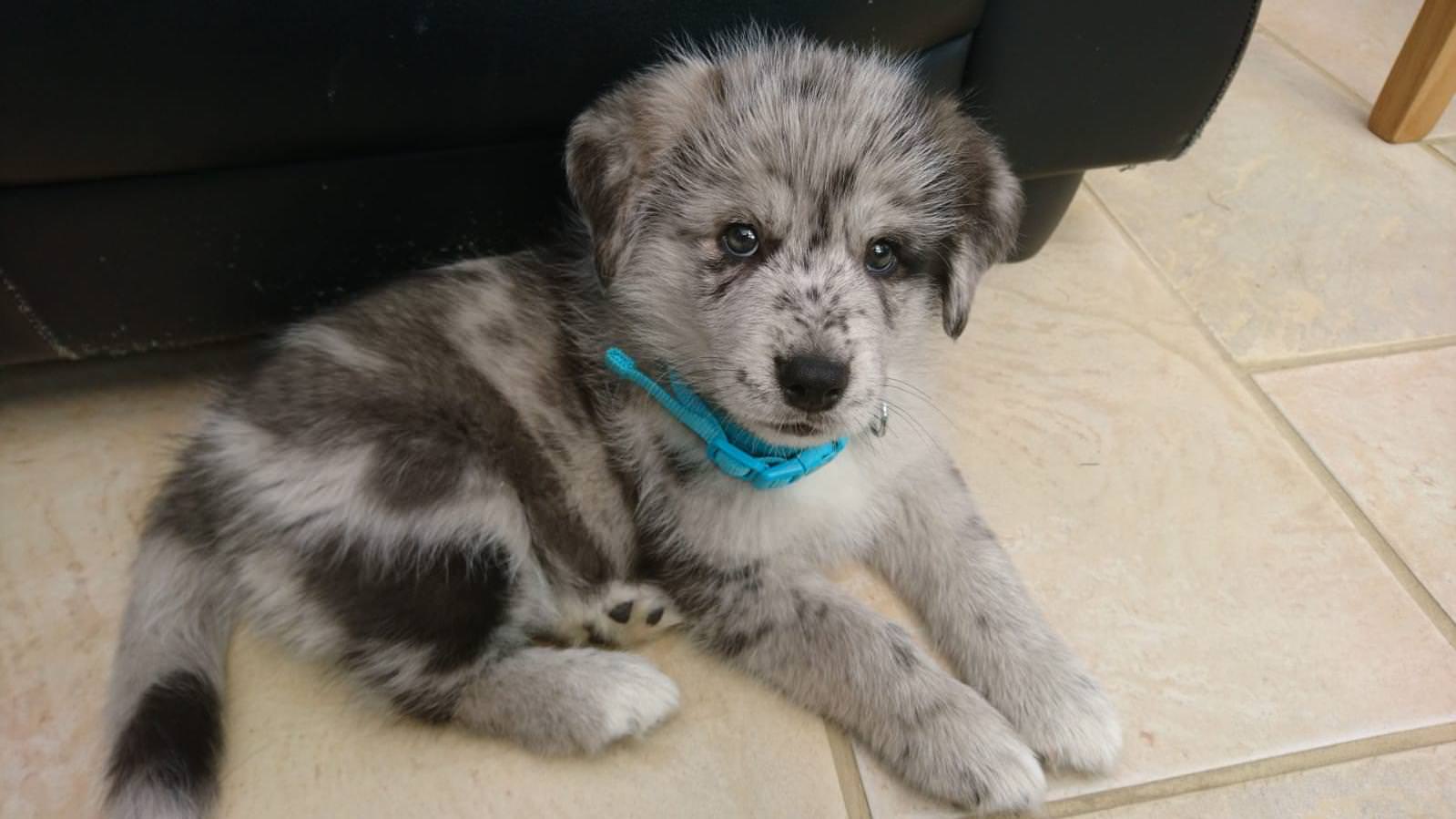 A Girl Posts A Photo Of A Pupper That Looks Like An Oreo, Others Jump On The Bandwagon By Posting Their Own Oreo Dogs A Girl Posts A Photo Of A Pupper That Looks Like An Oreo, Others Jump On The Bandwagon By Posting Their Own Oreo Dogs