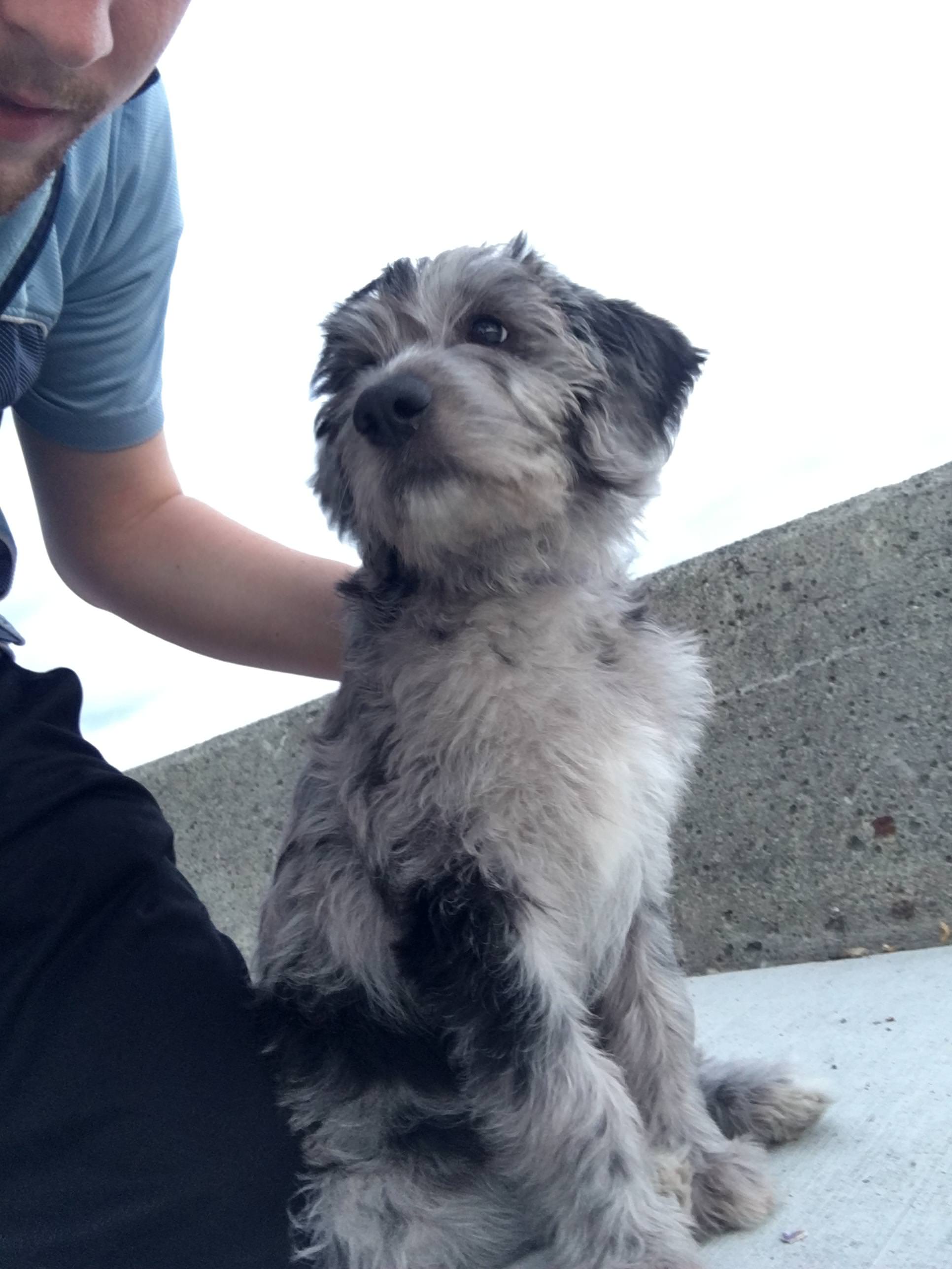 A Girl Posts A Photo Of A Pupper That Looks Like An Oreo, Others Jump On The Bandwagon By Posting Their Own Oreo Dogs A Girl Posts A Photo Of A Pupper That Looks Like An Oreo, Others Jump On The Bandwagon By Posting Their Own Oreo Dogs