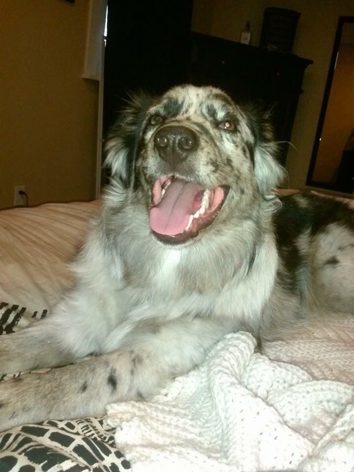 A Girl Posts A Photo Of A Pupper That Looks Like An Oreo, Others Jump On The Bandwagon By Posting Their Own Oreo Dogs A Girl Posts A Photo Of A Pupper That Looks Like An Oreo, Others Jump On The Bandwagon By Posting Their Own Oreo Dogs