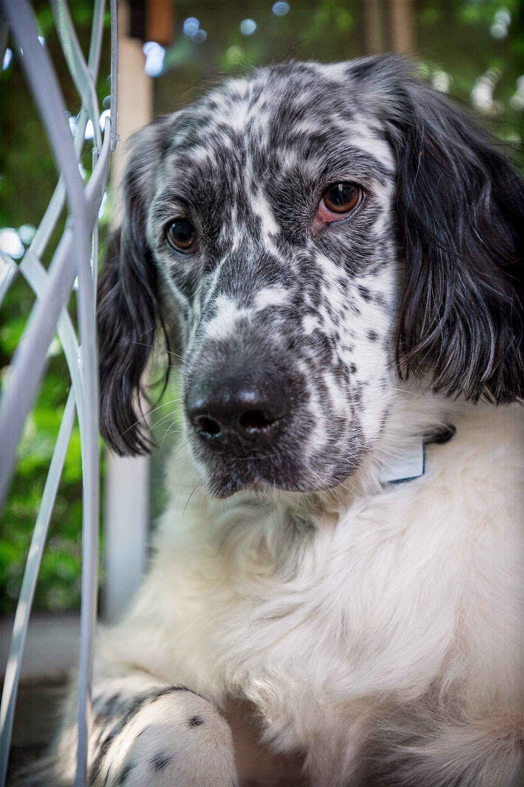 A Girl Posts A Photo Of A Pupper That Looks Like An Oreo, Others Jump On The Bandwagon By Posting Their Own Oreo Dogs A Girl Posts A Photo Of A Pupper That Looks Like An Oreo, Others Jump On The Bandwagon By Posting Their Own Oreo Dogs