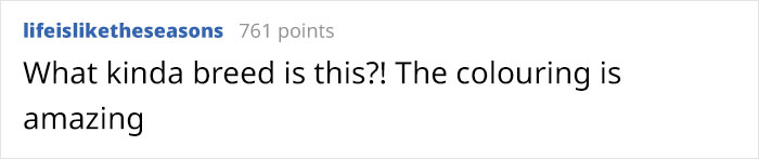 A Girl Posts A Photo Of A Pupper That Looks Like An Oreo, Others Jump On The Bandwagon By Posting Their Own Oreo Dogs A Girl Posts A Photo Of A Pupper That Looks Like An Oreo, Others Jump On The Bandwagon By Posting Their Own Oreo Dogs