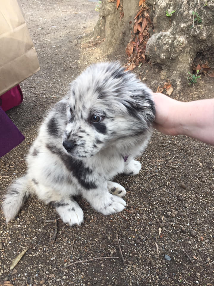 A Girl Posts A Photo Of A Pupper That Looks Like An Oreo, Others Jump On The Bandwagon By Posting Their Own Oreo Dogs A Girl Posts A Photo Of A Pupper That Looks Like An Oreo, Others Jump On The Bandwagon By Posting Their Own Oreo Dogs