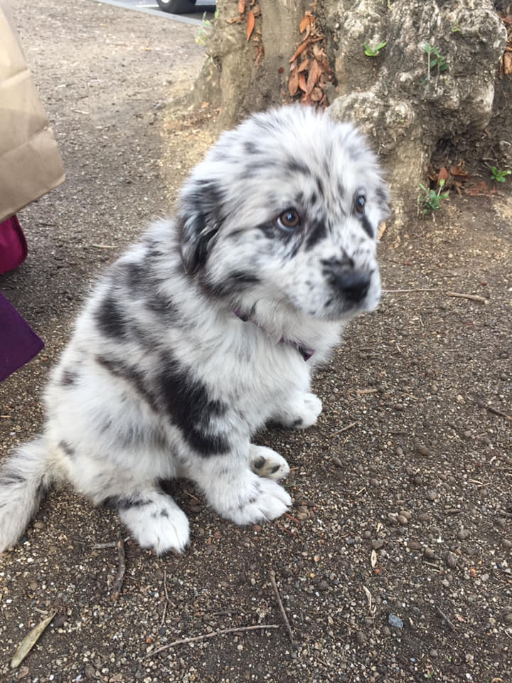 A Girl Posts A Photo Of A Pupper That Looks Like An Oreo, Others Jump On The Bandwagon By Posting Their Own Oreo Dogs A Girl Posts A Photo Of A Pupper That Looks Like An Oreo, Others Jump On The Bandwagon By Posting Their Own Oreo Dogs
