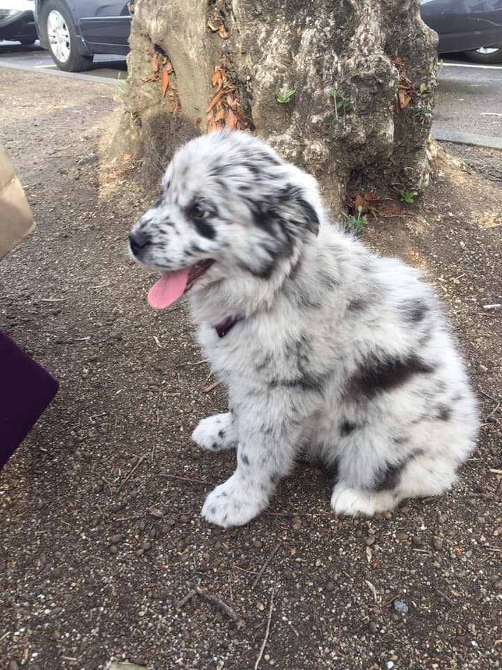 A Girl Posts A Photo Of A Pupper That Looks Like An Oreo, Others Jump On The Bandwagon By Posting Their Own Oreo Dogs A Girl Posts A Photo Of A Pupper That Looks Like An Oreo, Others Jump On The Bandwagon By Posting Their Own Oreo Dogs
