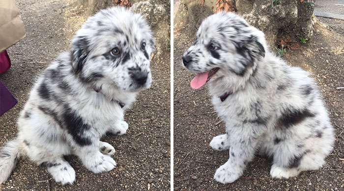 A Girl Posts A Photo Of A Pupper That Looks Like An Oreo, Others Jump On The Bandwagon By Posting Their Own Oreo Dogs