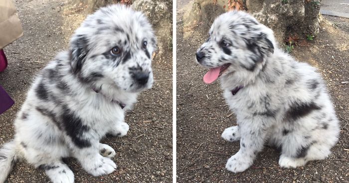 A Girl Posts A Photo Of A Pupper That Looks Like An Oreo, Others Jump On The Bandwagon By Posting Their Own Oreo Dogs