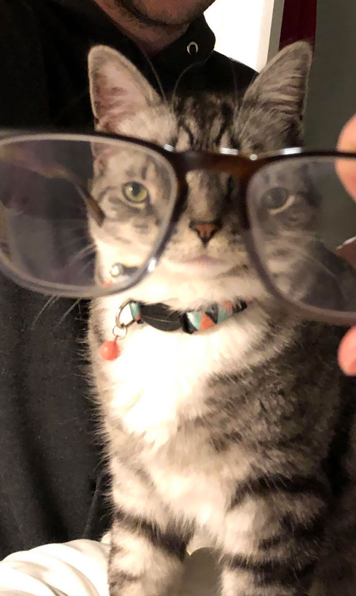 Pets-Animals-Behind-Glasses