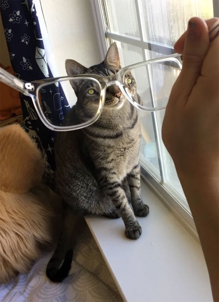Pets-Animals-Behind-Glasses