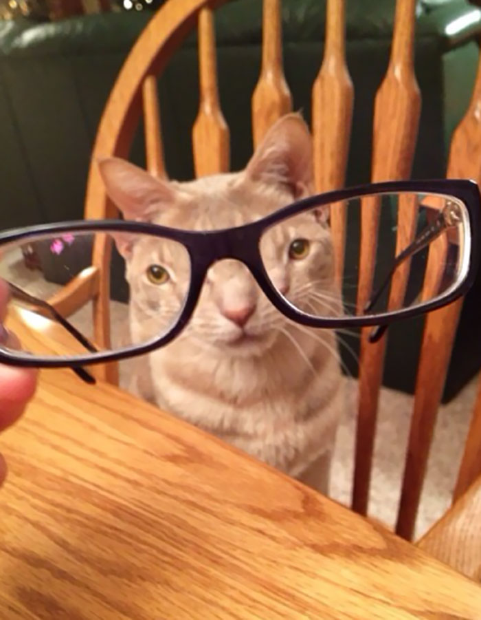 Pets-Animals-Behind-Glasses