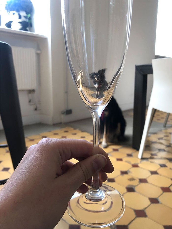 Pets-Animals-Behind-Glasses