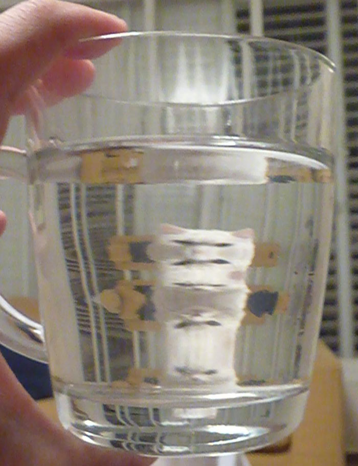 Pets-Animals-Behind-Glasses